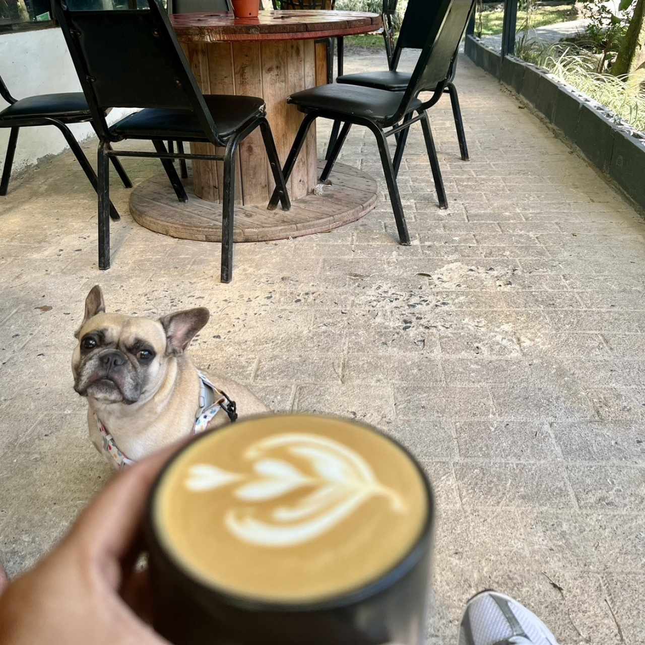 Capuccino