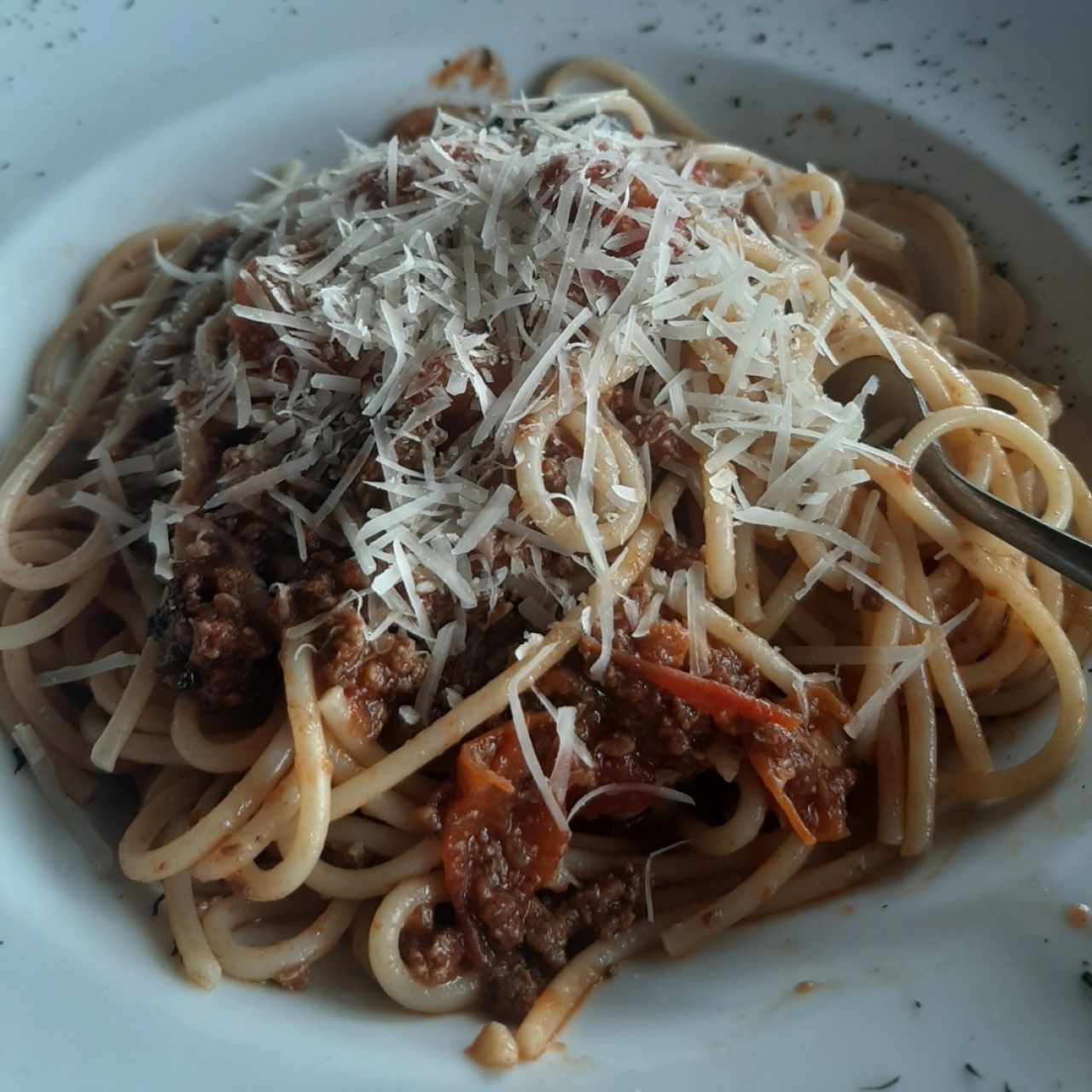 Bolognesa