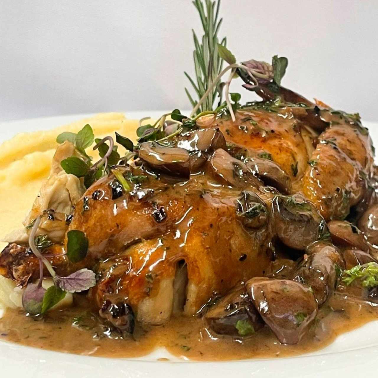 Gallina de Cornualles / Cornish hen