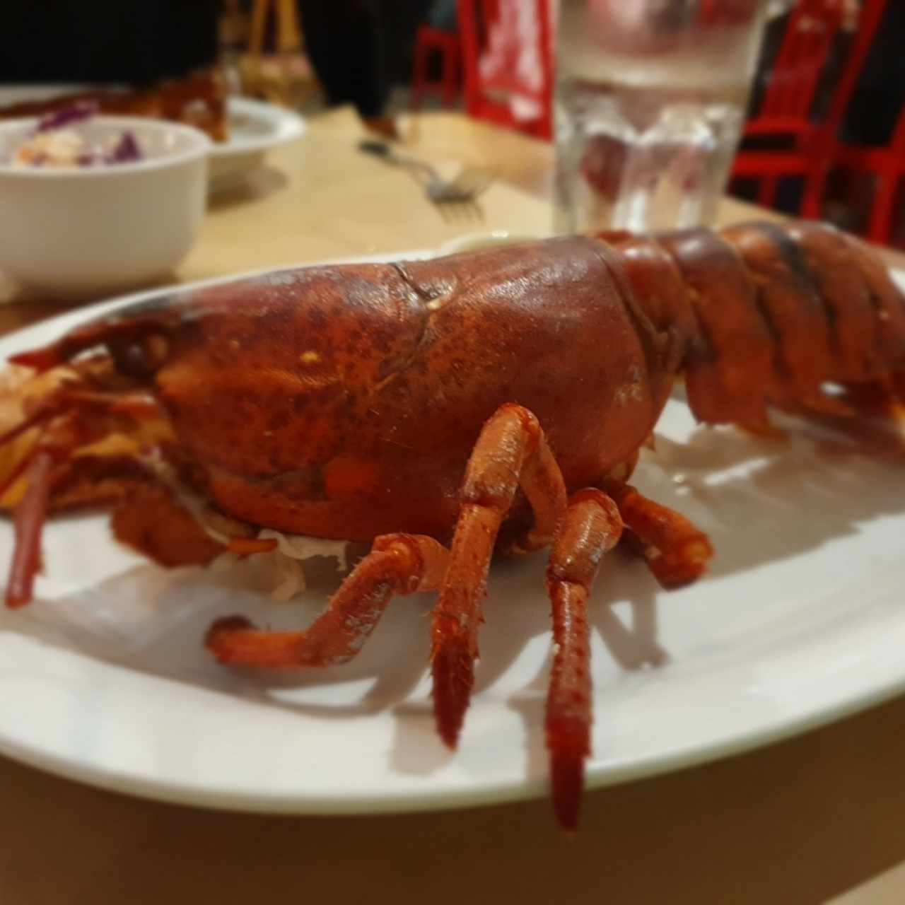 Maine Lobster